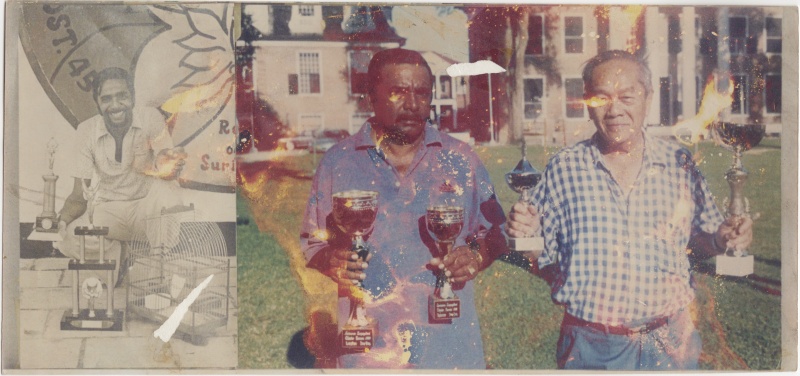 Bestand:Zangvogels 002.jpg